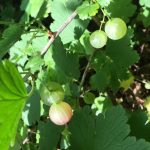 Gooseberries