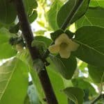 Paw Paw in Bloom