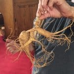 Ginseng Root